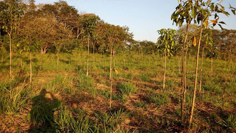 Re-green the planet - planter des arbres au Mexique dans la région du Yucatan