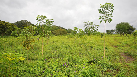 Re-green the planet - planter des arbres au Mexique dans la région du Yucatan