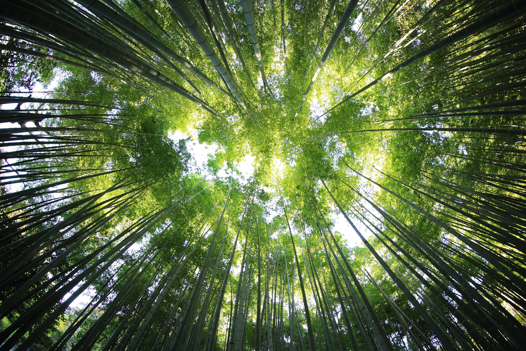 Ban Forêts Japon